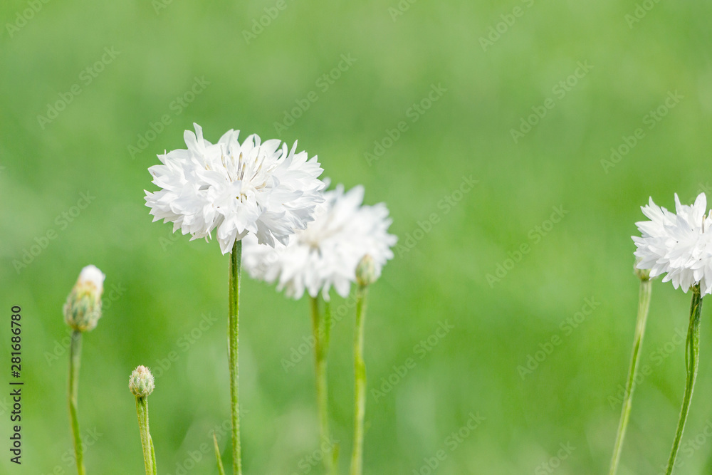 blooming white cornflowers (Centaurea cyanus) in garden blooming white cornflowers (Centaurea cyanus) in garden
