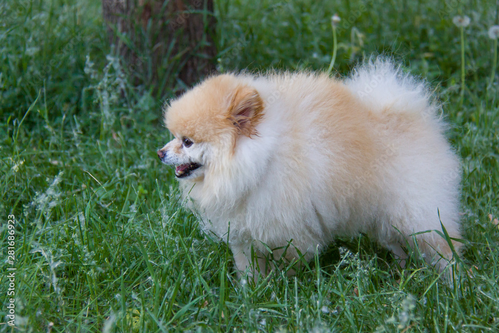 German Spitz stands in the summer grass with down from dandelions. German Spitz stands in the summer grass with down from dandelions.