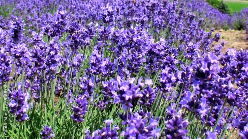View of bumblebee on lavender, Furano City, Hokkaido View of bumblebee on lavender, Furano City, Hokkaido