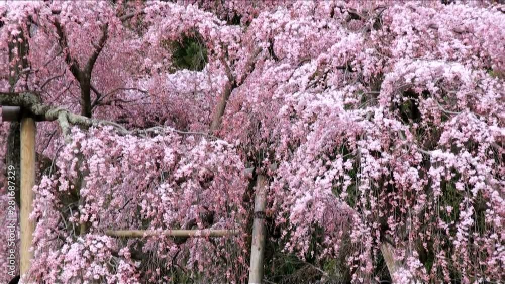 Zoom out view of cherry blossoms Zoom out view of cherry blossoms