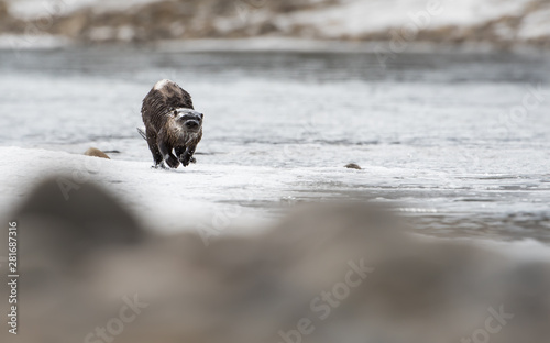 River otter in the wild