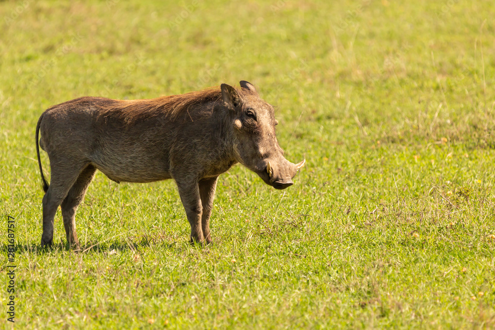 Single Warthog in profile