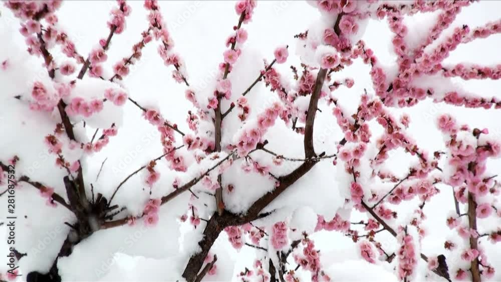 Zoom out view of plum blossoms