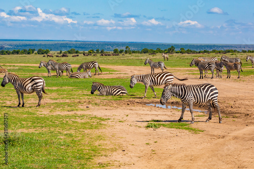 Zebra herd photo