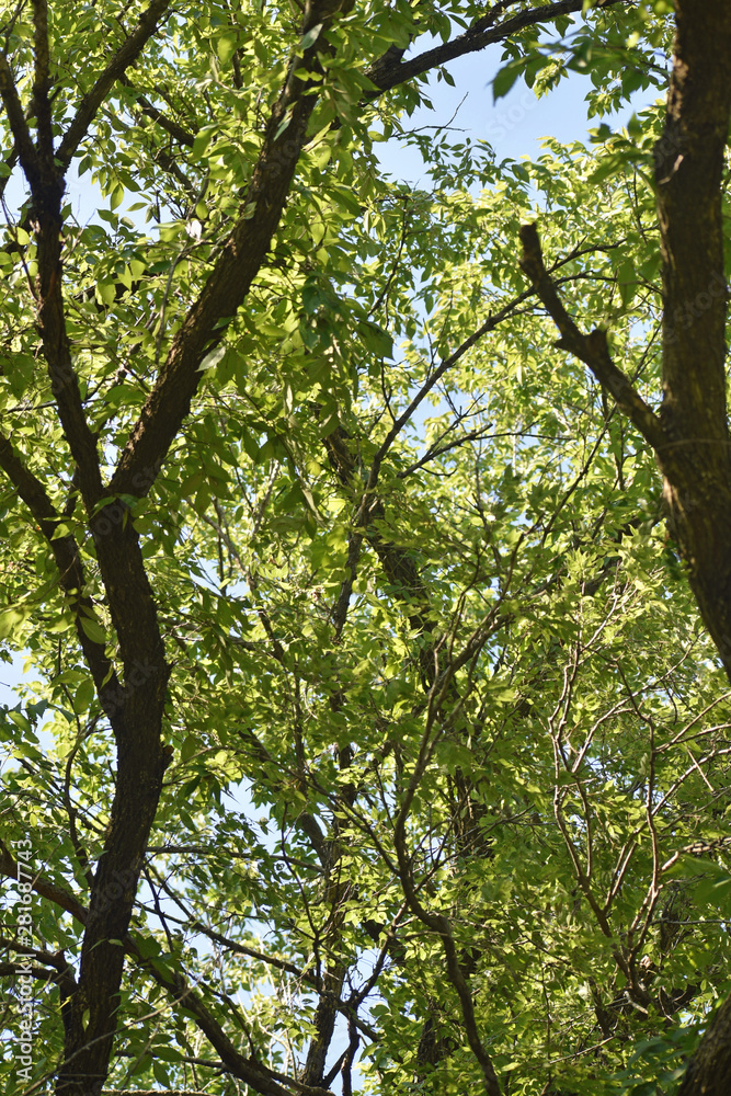 Fototapeta premium Sky Through Trees and Leafs