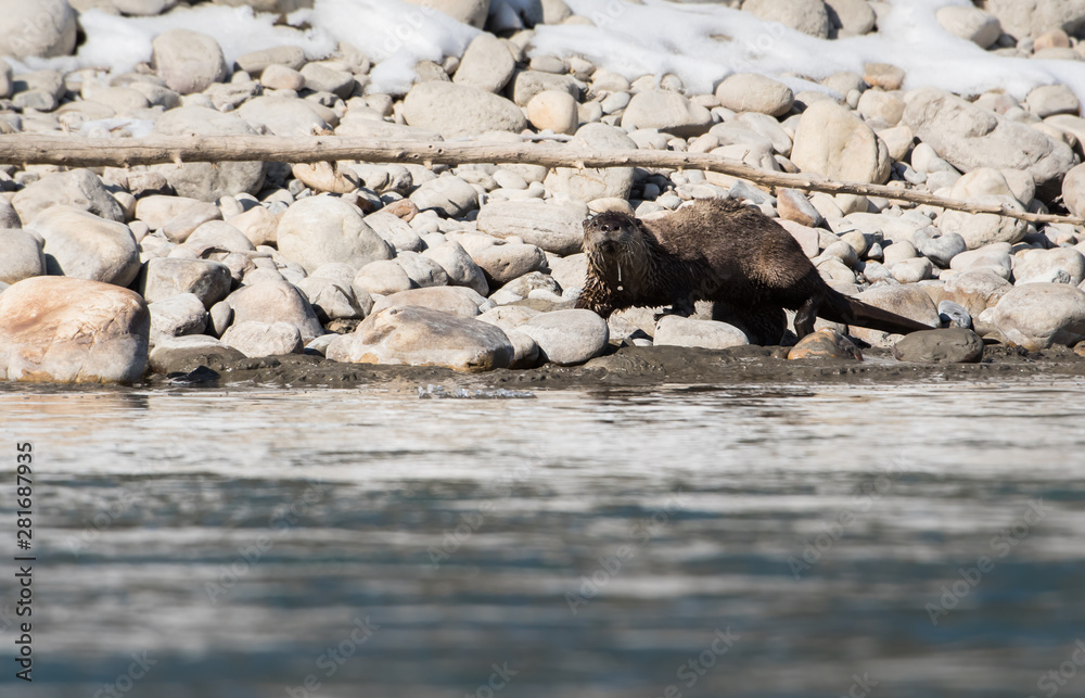 Fototapeta premium River otter in the wild