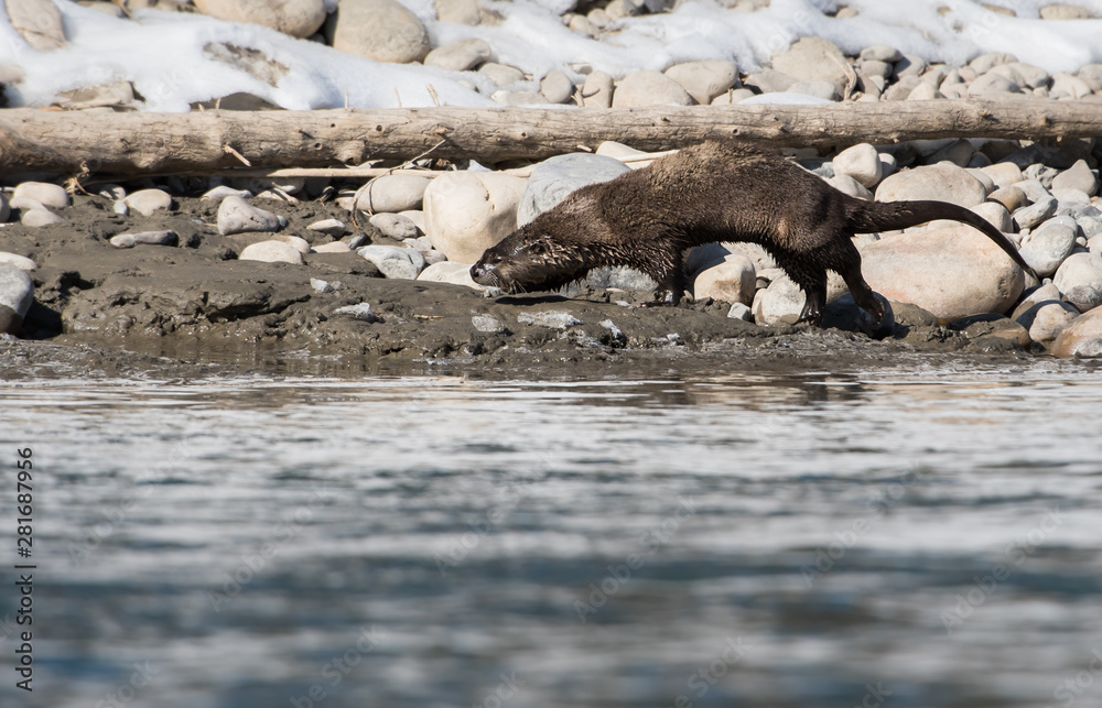 Naklejka premium River otter in the wild