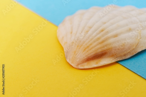 Light pink seashell on a blue and yellow background, symbolizing the sea and the beach. Travel and tourism related items. Close-up. Shallow depth of field