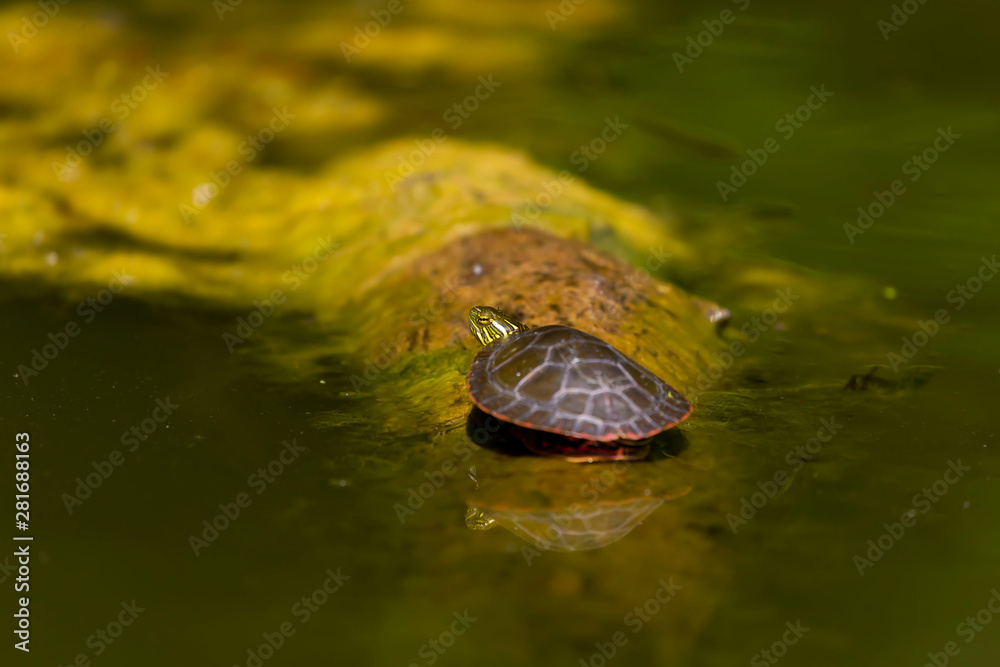 The painted turtle (Chrysemys picta) is native turtle of north america The painted turtle (Chrysemys picta) is native turtle of north america