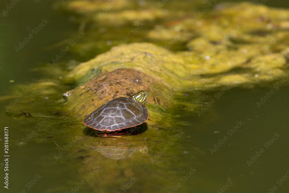 The painted turtle (Chrysemys picta) is native turtle of north america The painted turtle (Chrysemys picta) is native turtle of north america