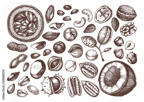 Vector nuts collection. Hand drawn pecan, macadamia, pine nuts, walnut, almond, pistachio, chestnut, peanut, brazil nut, hazelnut, coconut and cashew. Healthy food illustrations. Engraved style.