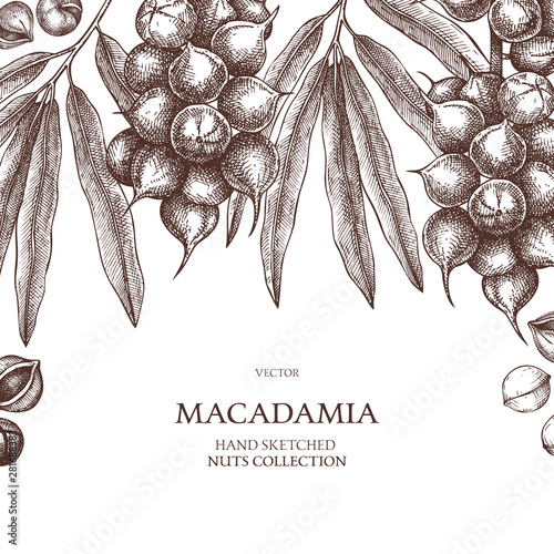 Macadamia vector design. Hand drawn food template. Nut trees sketches. Organic vegetarian product. Perfect for recipe, menu, label, packaging, Vintage card with nuts, leaves, branches.