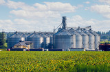Grain elevator for processing and storage of grain is located in the sunflower field