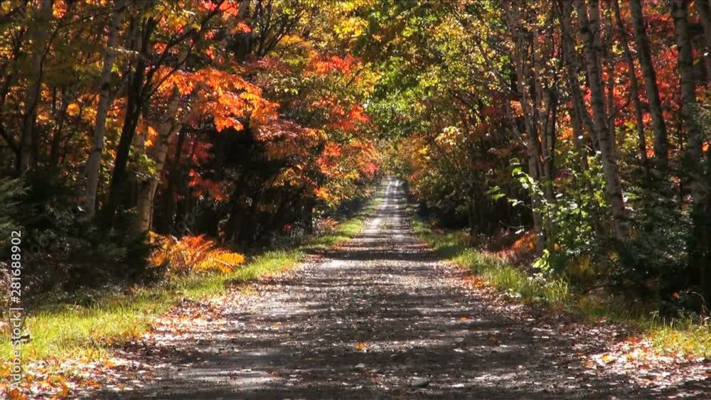 Dirt road in forest in autumn, Teshikaga, Hokkaido, Japan Dirt road in forest in autumn, Teshikaga, Hokkaido, Japan