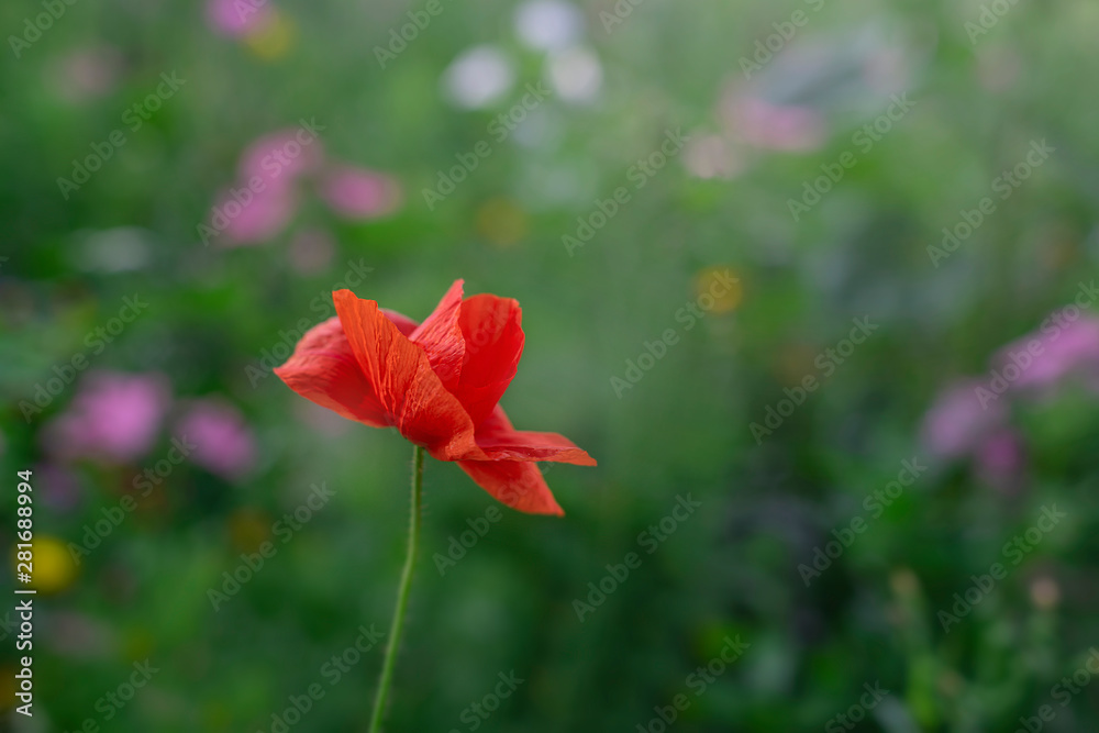Fototapeta premium Red poppy flower with copy space. red poppy isolated on a green background of a meadow