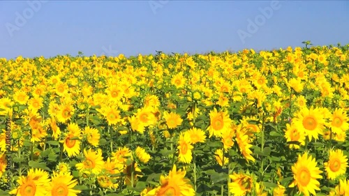 Sunflower field,  Asahigaoka Park,  Memanbetsu,  Hokkaido,  Japan photo