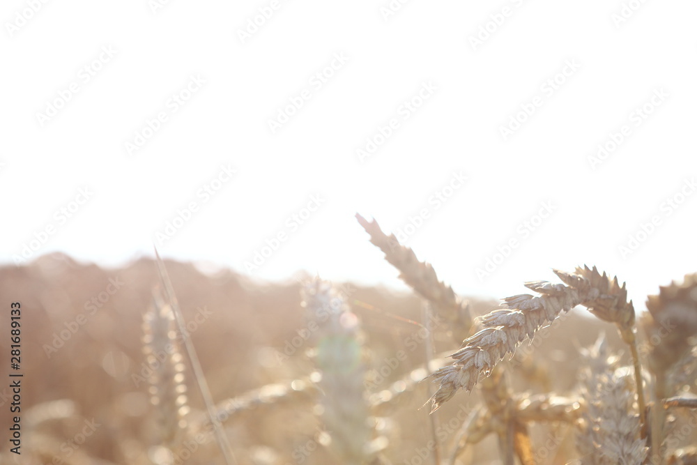 Wheat field. Ears of golden wheat with close up. Background of ripening ears of wheat field. Rich harvest Concept. Label art design. Selective focus. Against the sky with the sun. Gold ears wheat Wheat field. Ears of golden wheat with close up. Background of ripening ears of wheat field. Rich harvest Concept. Label art design. Selective focus. Against the sky with the sun. Gold ears wheat