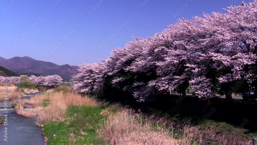 Scenic landscape with blossoming cherry trees Scenic landscape with blossoming cherry trees