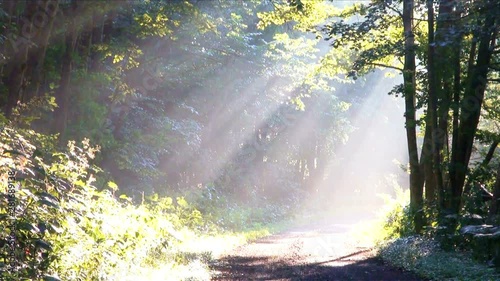 Dirt road in forest,  Saroma,  Hokkaido,  Japan photo