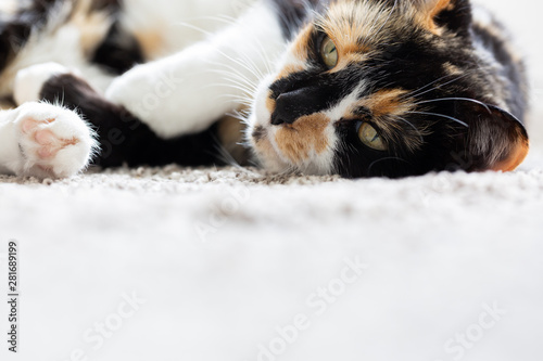 Black, Orange, and White Short Hair Calico Cat, Tortoise Shell Kitty on Ground © KCULP