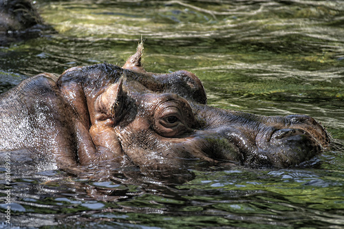 Hippopotamus. Partially submerged in water. Eye open. Head partially above water.