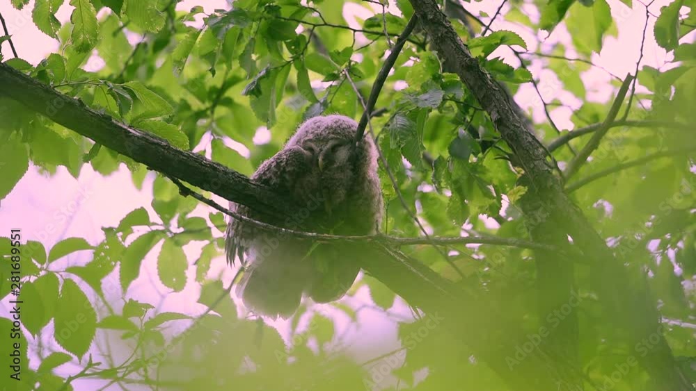 Portrait of ezo owl, Mitaka, Hokkaido, Japan Portrait of ezo owl, Mitaka, Hokkaido, Japan