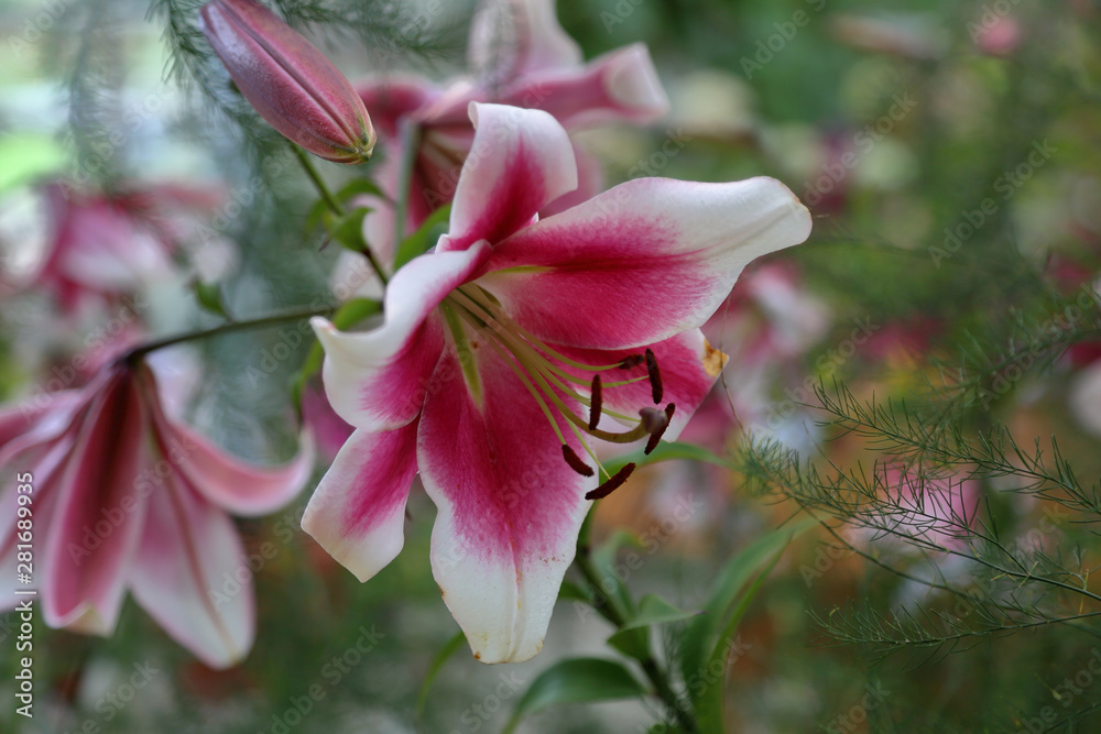 Obraz premium Lily. Beautiful flowering bright summer flower of the Liliaceae family