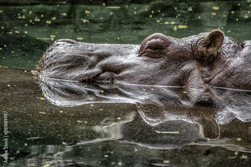 Hippopotamus. Partially submerged in water. Eye open. Head partially above water. photo