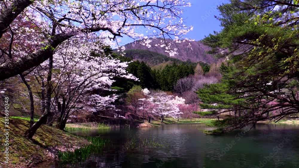 Cherry blossom in Handayama Natural Park, Fukushima Prefecture, Japan Cherry blossom in Handayama Natural Park, Fukushima Prefecture, Japan
