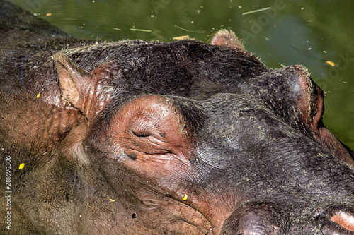Hippopotamus. closeup. Head above water. Eyes closed.