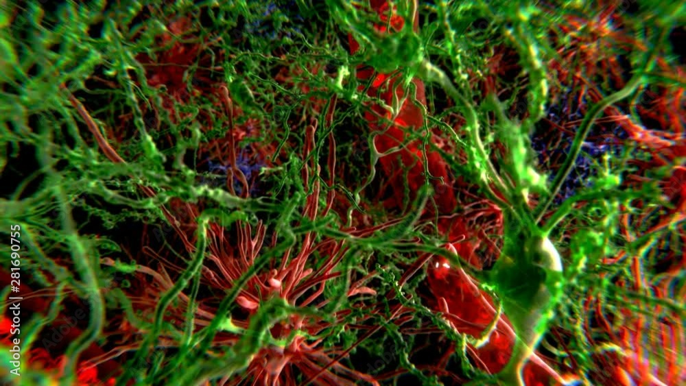 Brain cells, neurons(green), astrocytes (red) and microglia cells (blue) Brain cells, neurons(green), astrocytes (red) and microglia cells (blue)