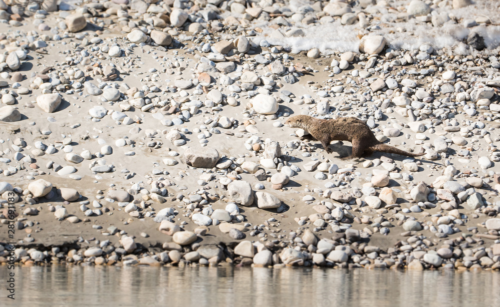 River otter in the wild