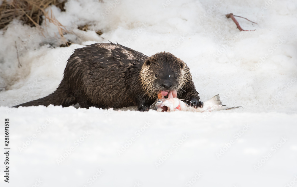 Obraz premium River otter in the wild