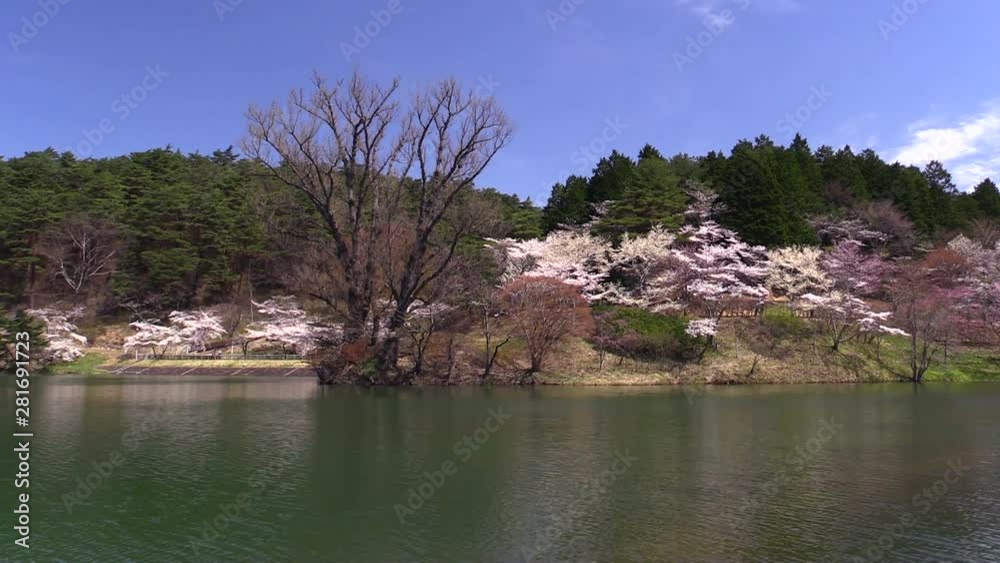 Cherry blossom in Handayama Natural Park, Fukushima Prefecture, Japan Cherry blossom in Handayama Natural Park, Fukushima Prefecture, Japan