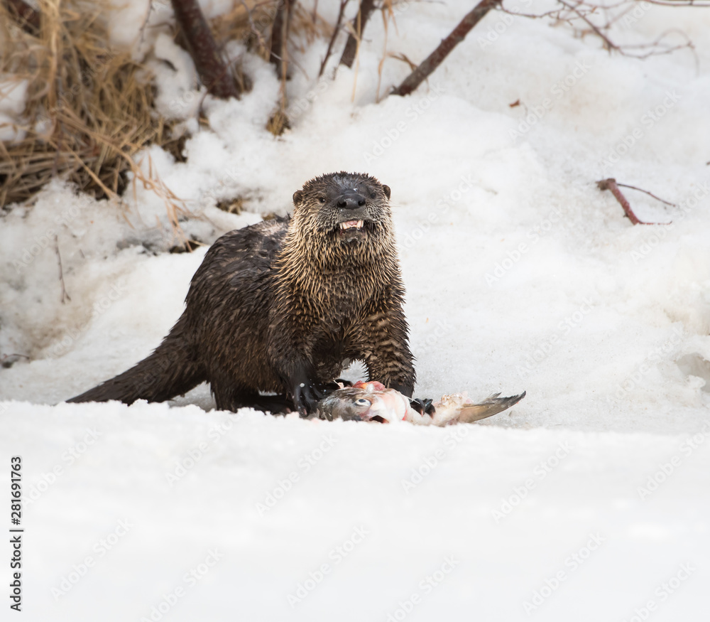 Obraz premium River otter in the wild