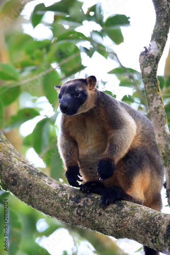 Lumholtz's tree-kangaroo (Dendrolagus lumholtzi)  rests high in a tree Queensland, Australia photo