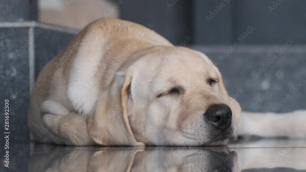 Labrador puppy lies sleeping on the floor. Fawn color. Four months. Portrait. Closed eyes. Labrador puppy lies sleeping on the floor. Fawn color. Four months. Portrait. Closed eyes.