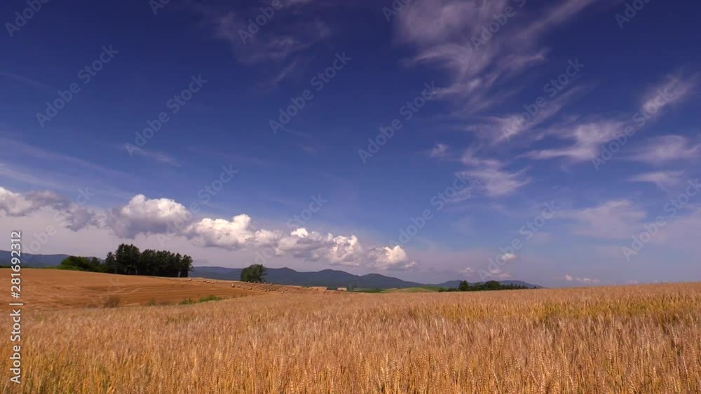 View of wheat field, Biei, Hokkaido, Japan View of wheat field, Biei, Hokkaido, Japan