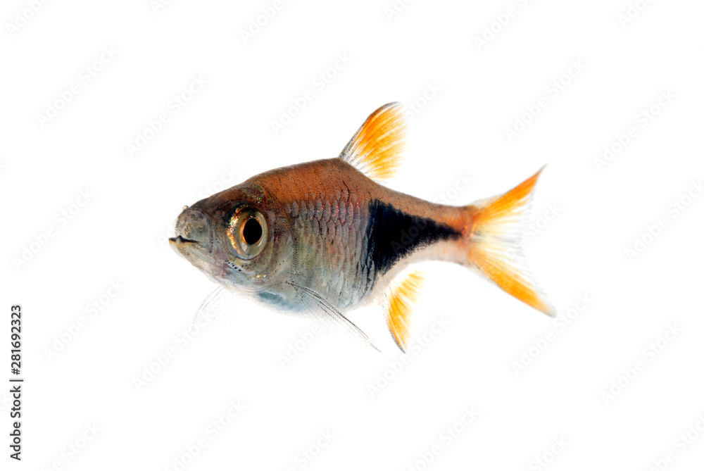 Fototapeta premium ラスボラ