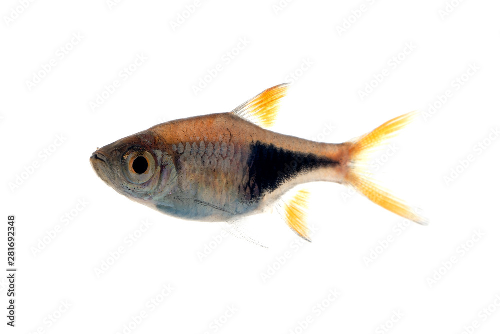 Obraz premium ラスボラヘテロモルファ