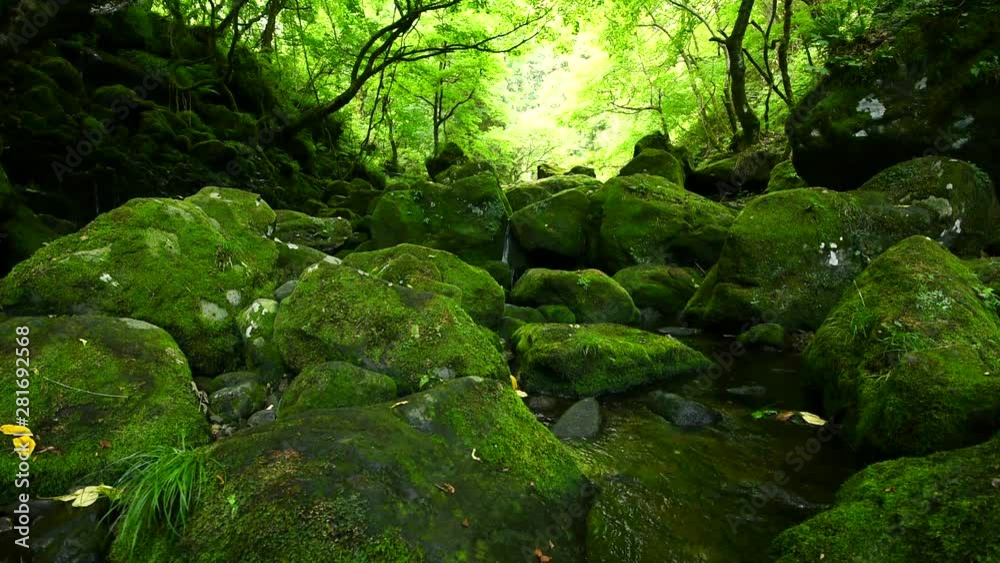 Water stream amidst forest