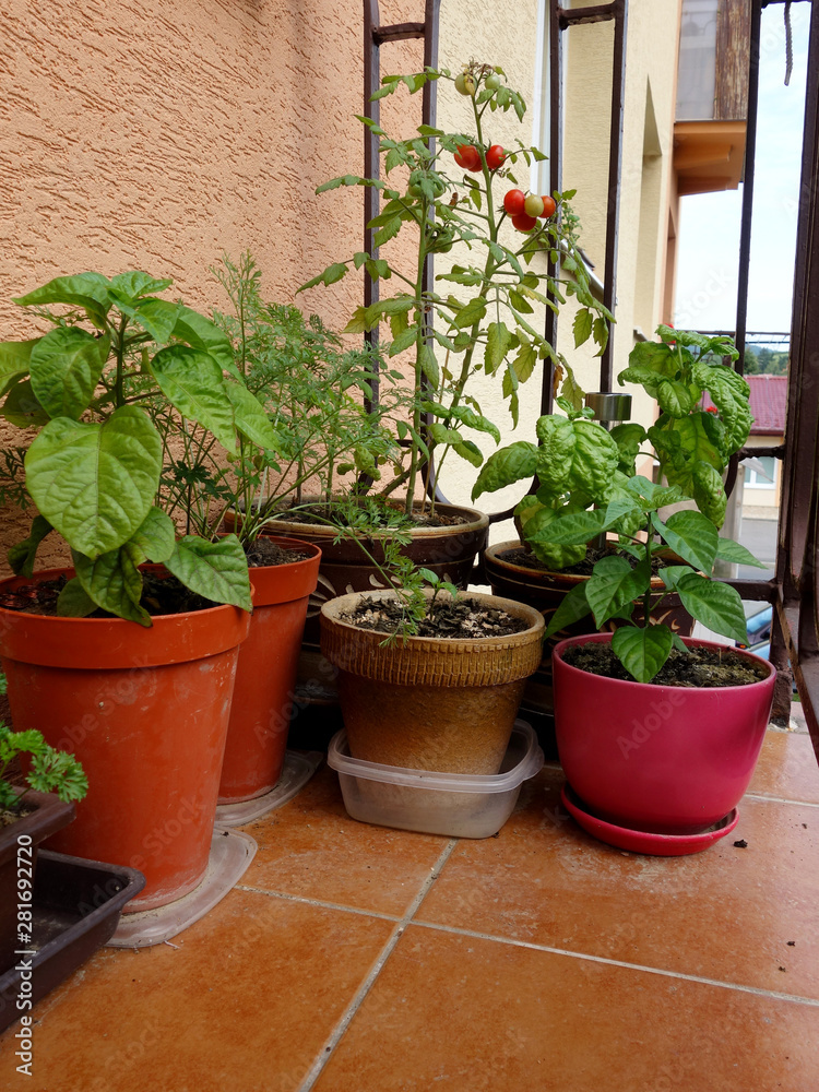 Vegetables grown on the balcony