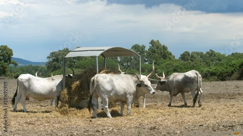 Maremmana breed cattles Bos Primigenius