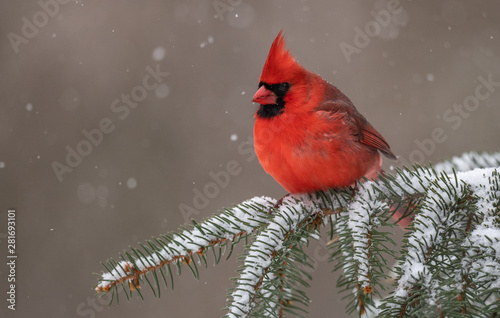 Northern Cardinal in the Snow Fototapeta
