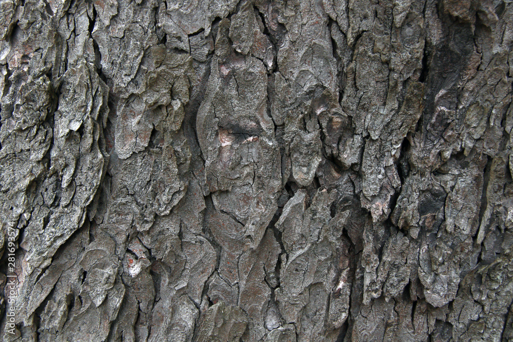 old grey linden tree background