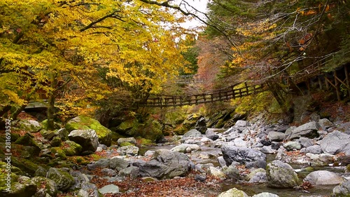 Wide shot of Kazura bridge in autumn, Miyoshi, Tokushima, Japan photo