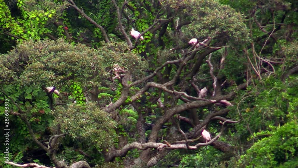 Toki Crested Ibis perching on tree Toki Crested Ibis perching on tree