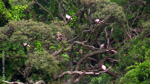 Toki Crested Ibis perching on tree photo