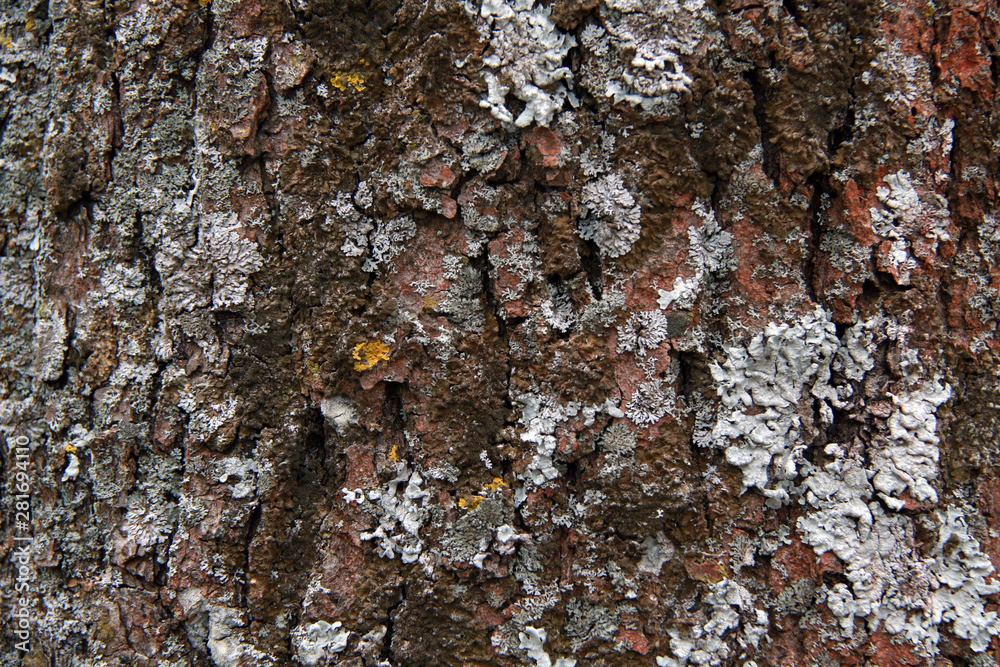 red lichen on the tree bark red lichen on the tree bark