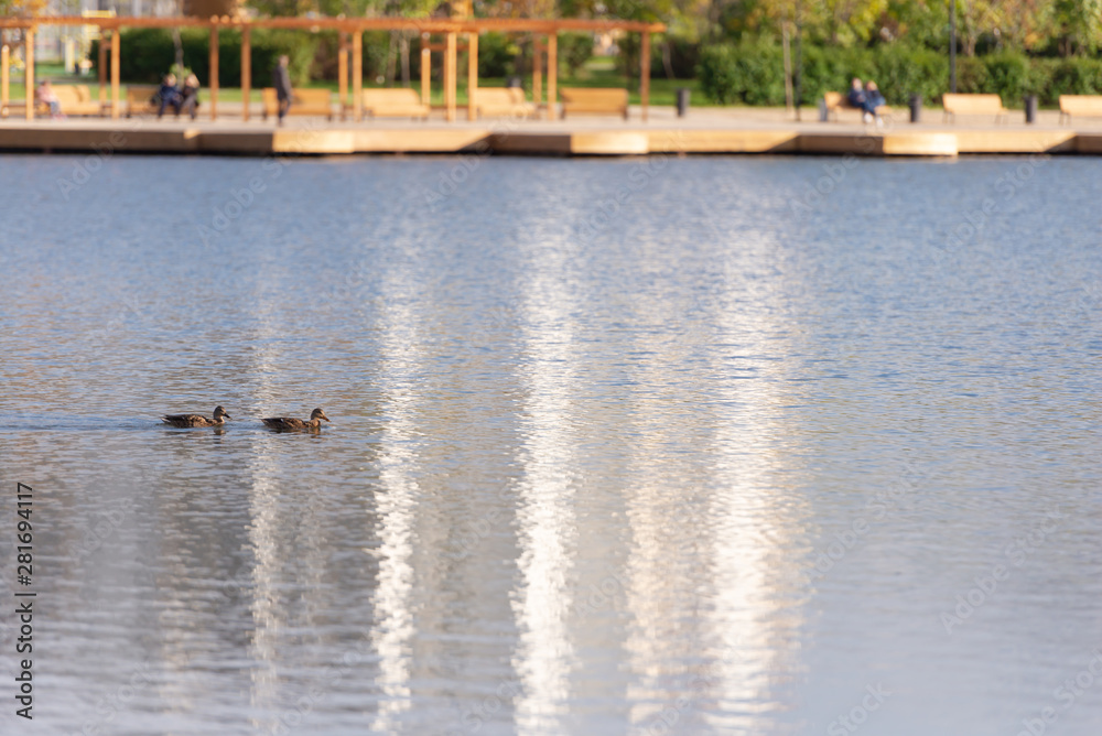 Two ducks. Ducks in the Park pond. City Park with pond. Two ducks. Ducks in the Park pond. City Park with pond.